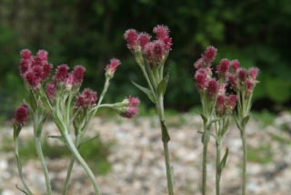 Antennaria dioica 'Rubra' Rozenkransje bestellen